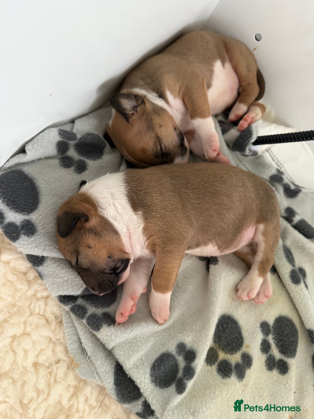English Bull Terrier dogs for sale: KC English Bull Terrier puppies available  - Advert 8