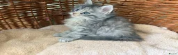 Maine Coon cats for sale: Tica registered 4 female mainecoons left,  polys - Advert 19