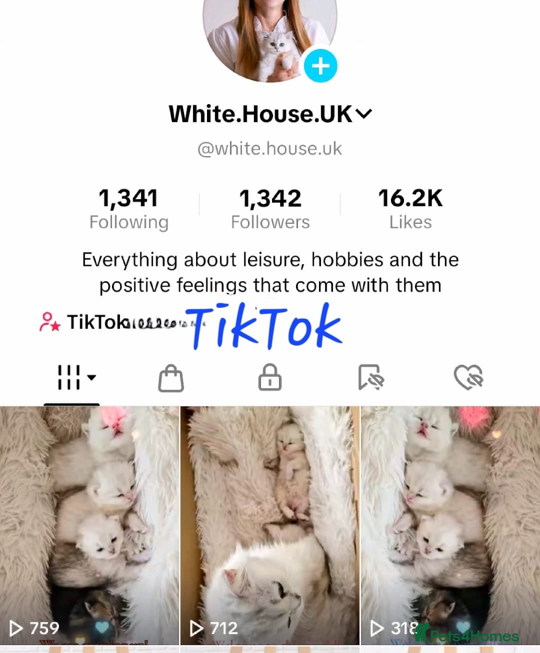 British Shorthair cats for sale: ❤ Pedigree British Short/Long Hair Kittens ❤ - Advert 15