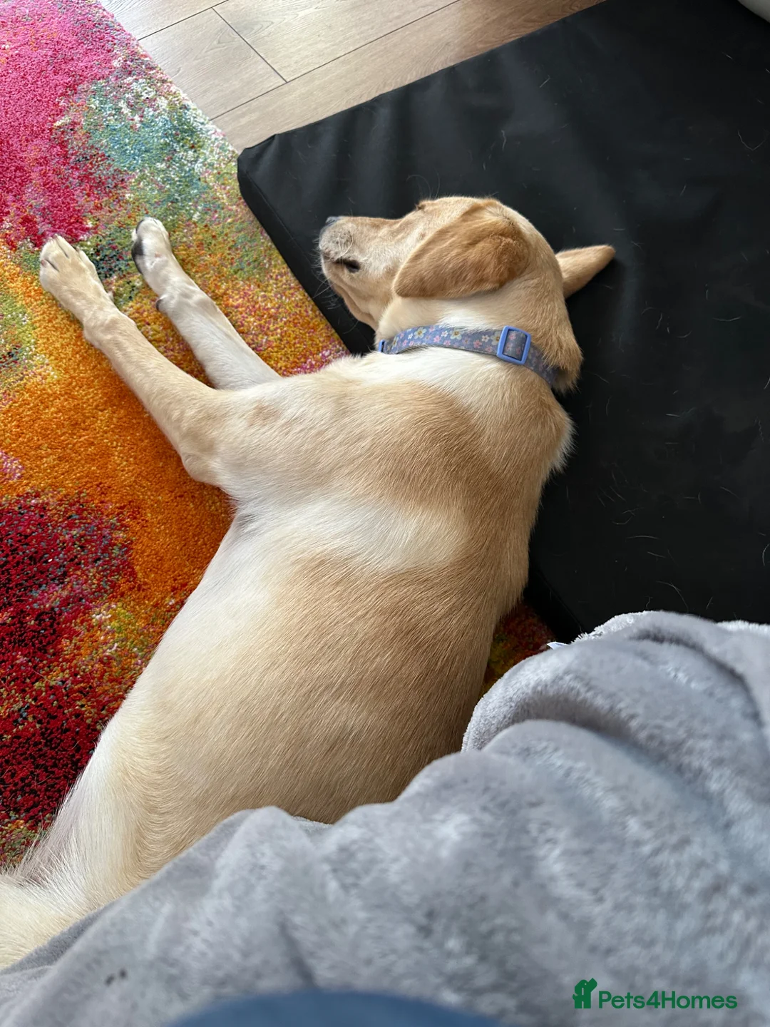 Labrador Retriever dogs for sale: Labrador  - Advert 5