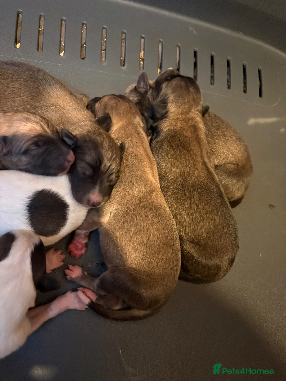 Mixed Breed dogs for sale: Collie x Whippet Pups in Wellingborough - Advert 6