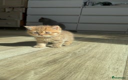 British Shorthair cats for sale: ✨Beautiful British Shorthair Kittens Ready now✨ - Image 5