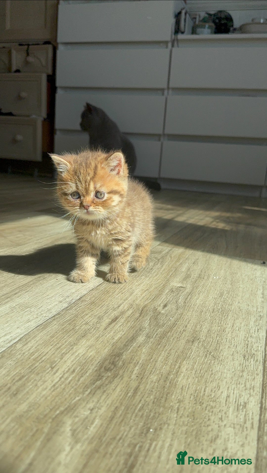 British Shorthair cats for sale: ✨Beautiful British Shorthair Kittens Ready now✨ - Image 5