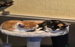 Mixed Breed cats for sale: 2 kittens left  - Image 9