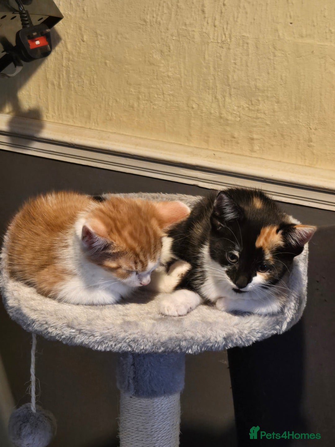 Mixed Breed cats for sale: 2 kittens left  - Image 9
