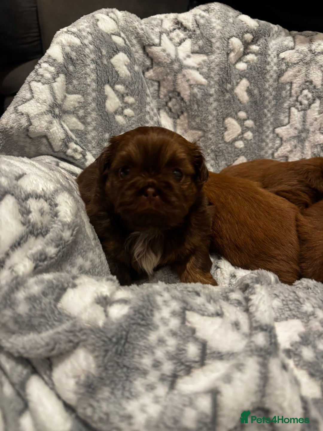 Shih Tzu dogs for sale: Chocolate imperial shihtzu puppies - Advert 4