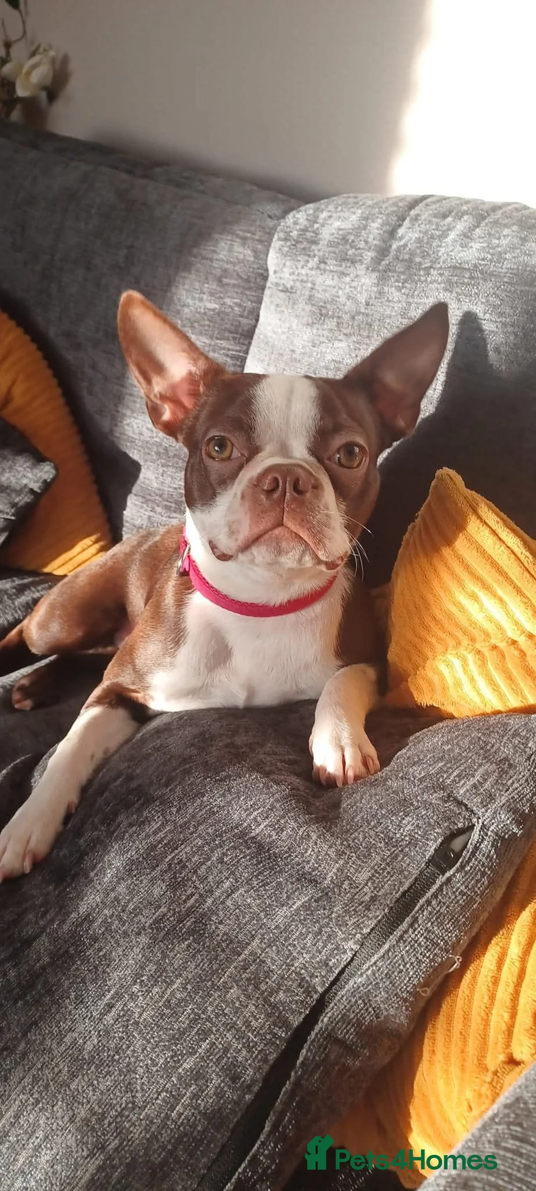 Boston Terrier dogs for sale: Adorable Boston Terrier Pups - Advert 11