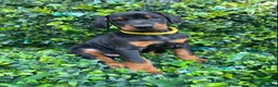 Dobermann dogs for sale: KC REGISTERED DOBERMAN ( 11 months old : Intact) - Advert 14