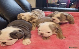 English Bulldog dogs for sale: English Bulldog puppies  - Image 1
