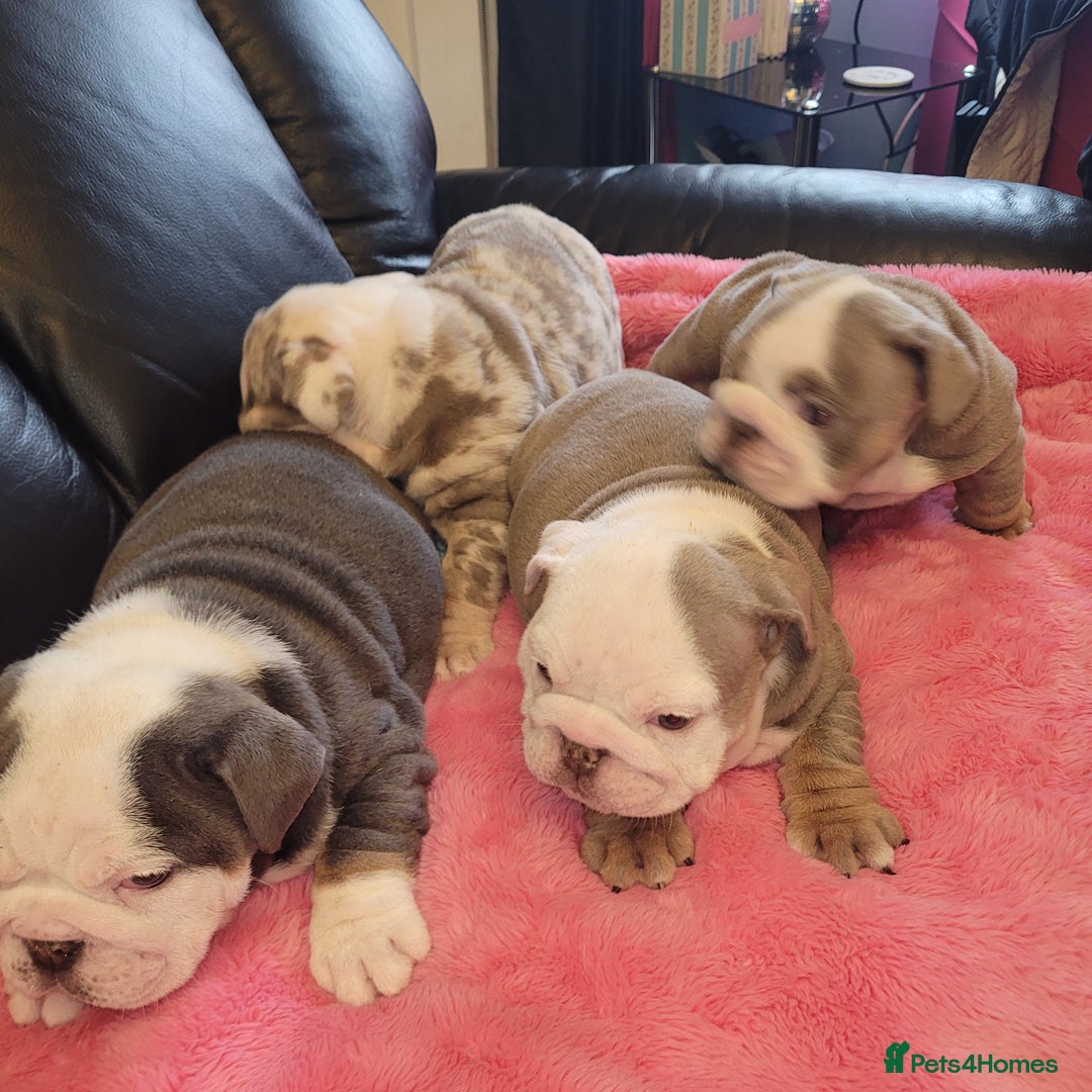 English Bulldog dogs for sale: English Bulldog puppies  - Image 1