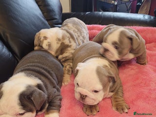 English Bulldog dogs for sale - Advert 1