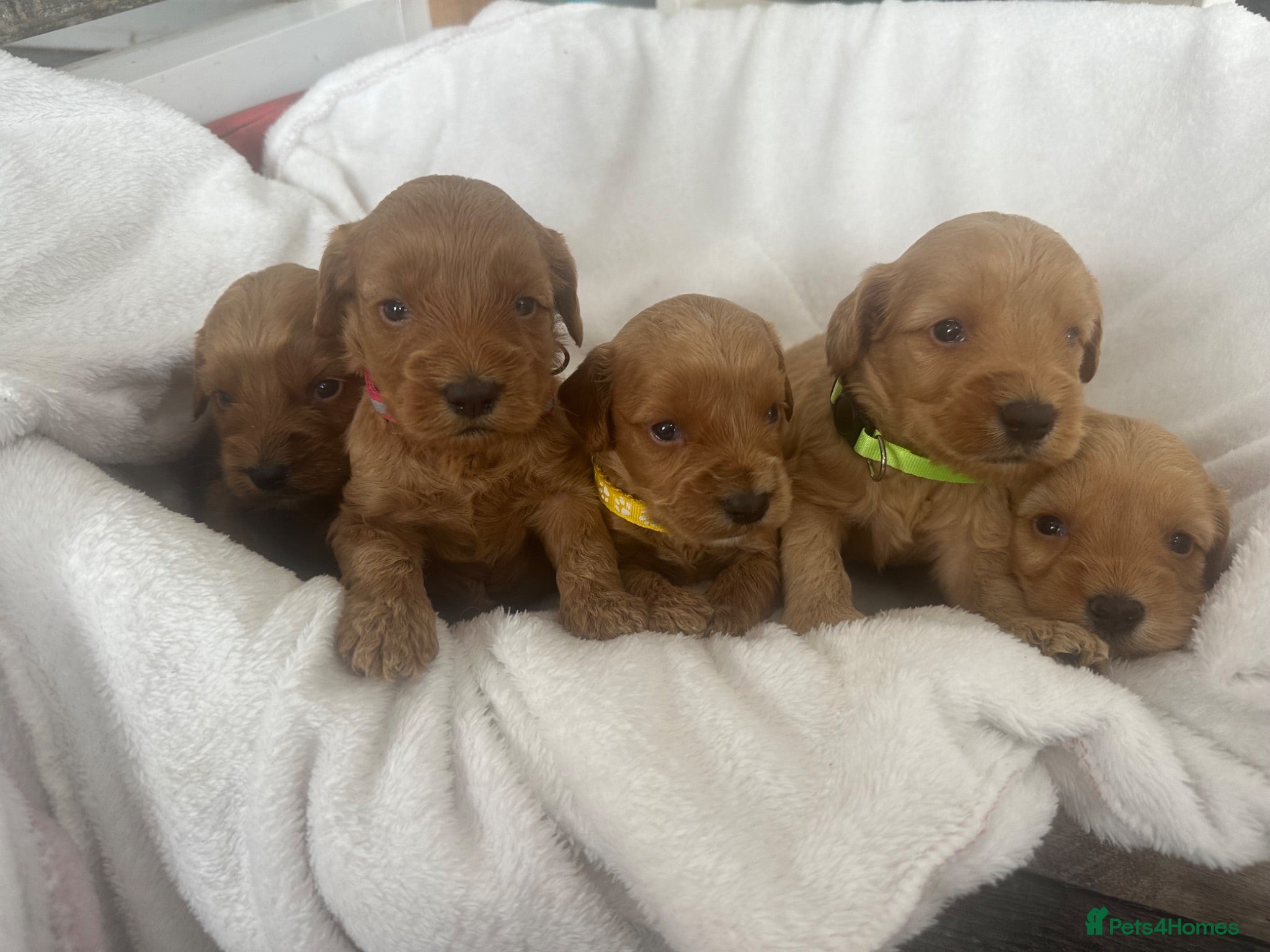Cockapoo dogs F1b cockapoos fully health tested clear  - Advert 15