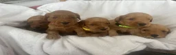 Cockapoo dogs for sale: F1b cockapoos fully health tested clear  - Advert 1