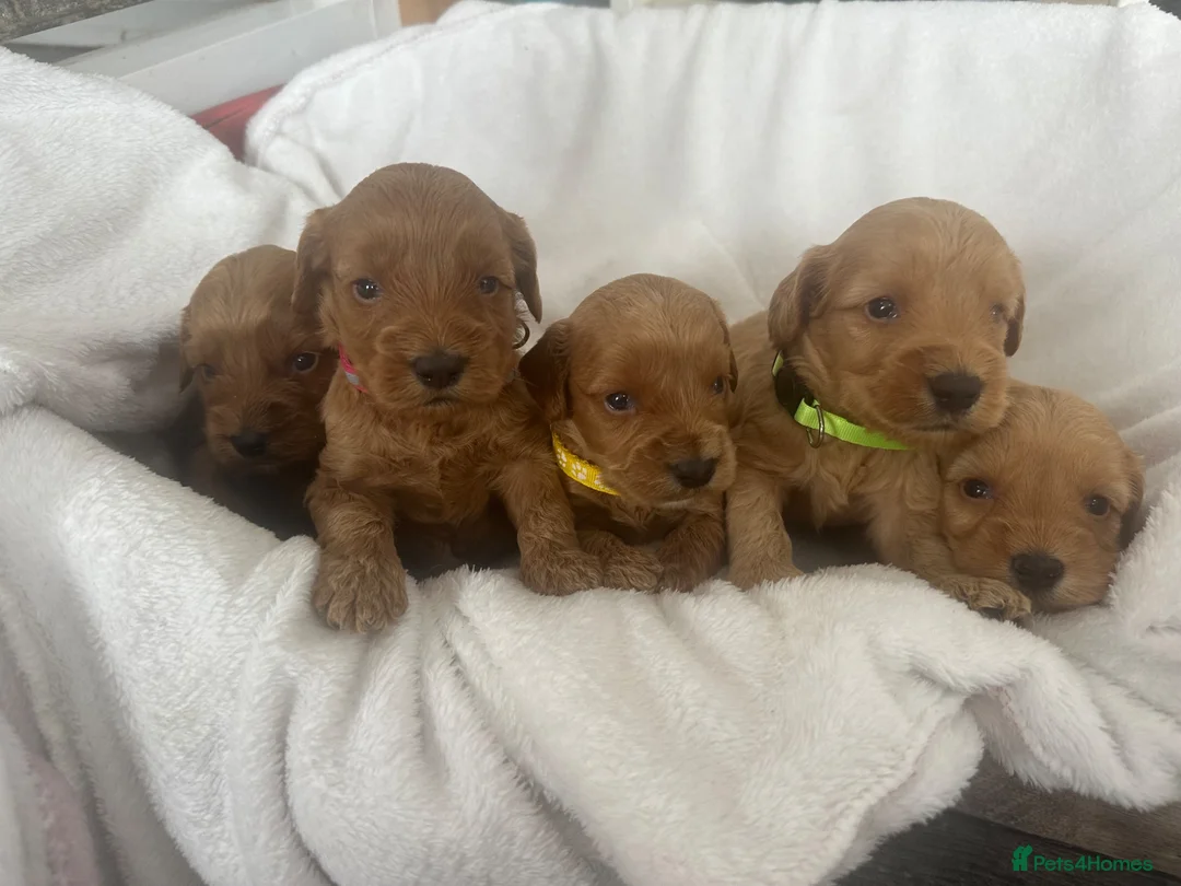 Cockapoo dogs for sale: F1b cockapoos fully health tested clear  - Advert 1