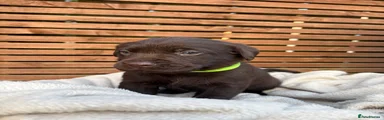 Labrador Retriever 7