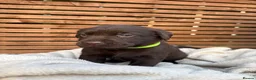 Labrador Retriever dogs for sale: KC Labrador Retrievers - Advert 9