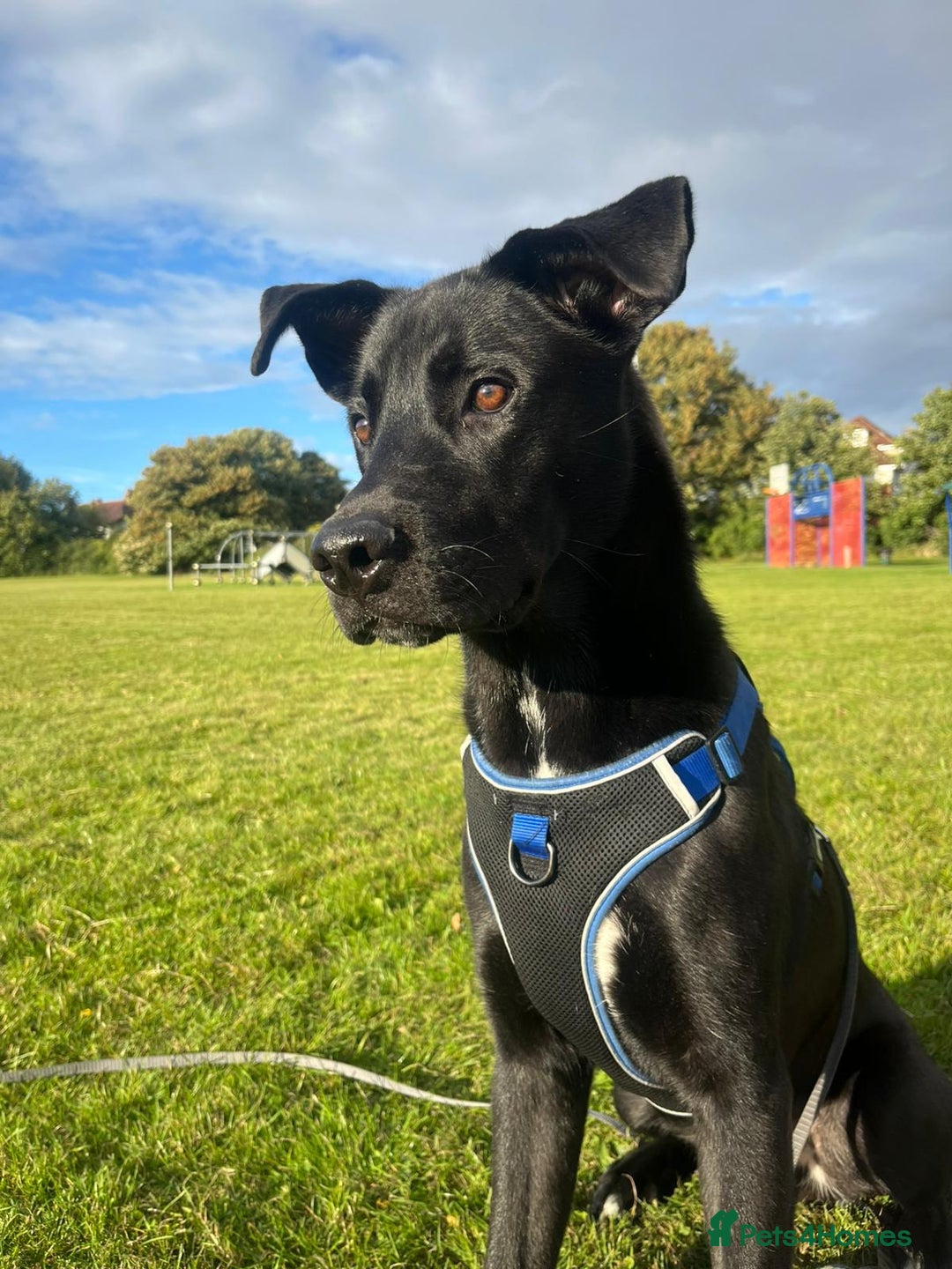 Mixed Breed dogs for stud: Husky x Cane corso  - Advert 1