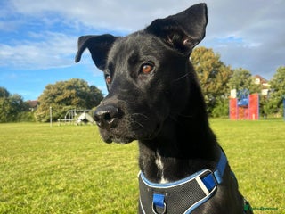 Mixed Breed dogs Husky x Cane corso - Advert 1