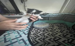 Turkish Angora cats for sale: Turkish angora kittens  - Image 8