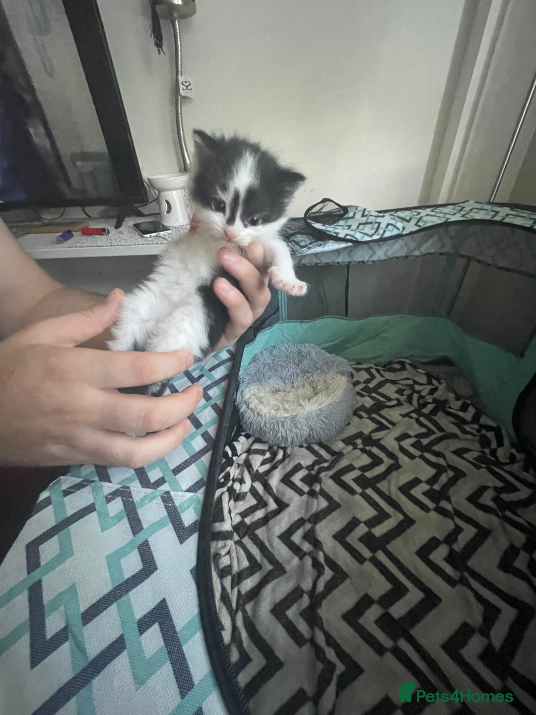 Turkish Angora cats for sale: Turkish angora kittens  - Image 8