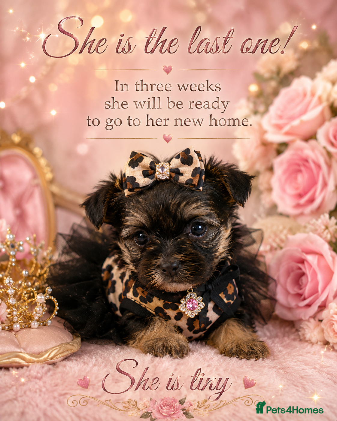 Yorkshire Terrier dogs  💎Last Elegant Girl Available 💎❤️ - Advert 5