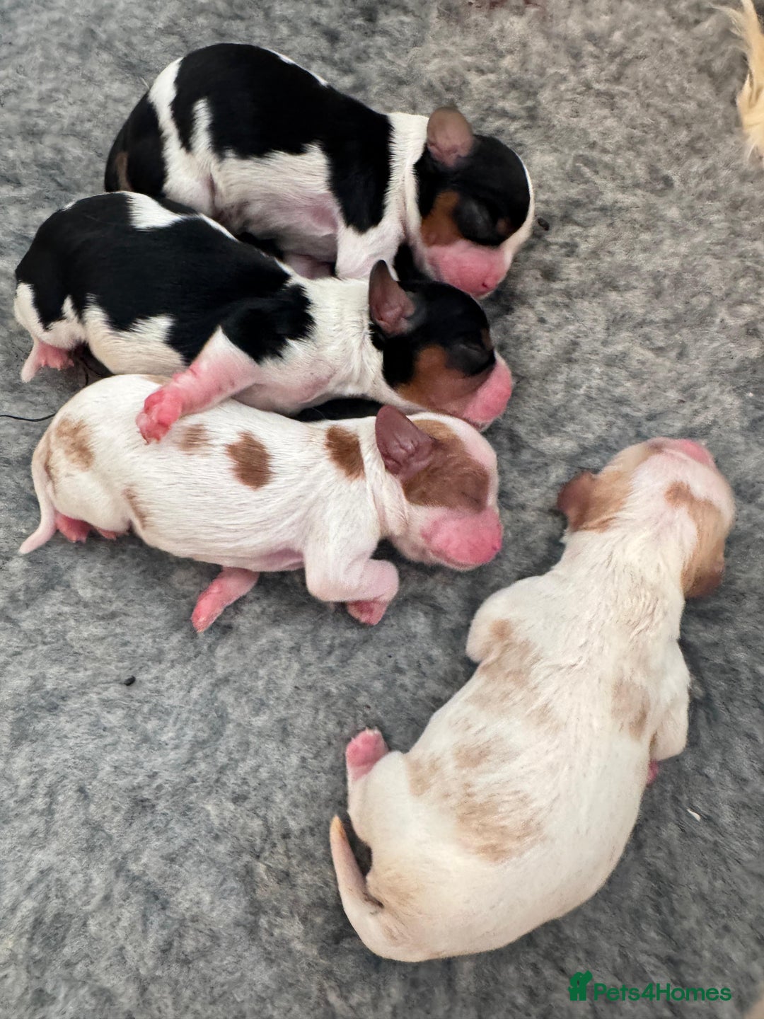Cavalier King Charles Spaniel dogs for sale: Cavalier Pups – 0.10% COI, Health Tested, KC Reg - Image 2