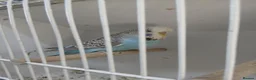 Budgerigars birds for sale: Budgerigars - Advert 6