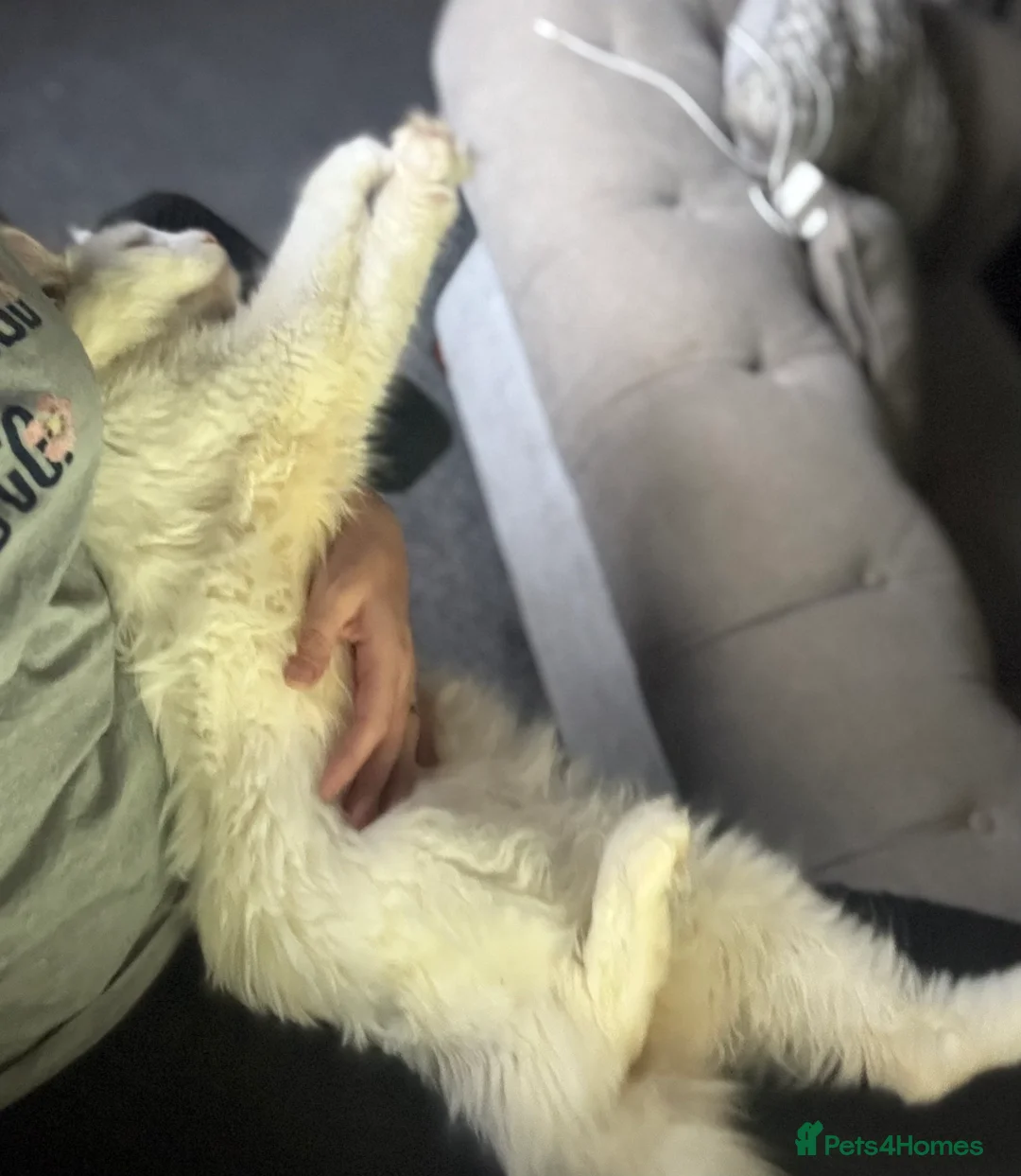 Maine Coon cats for stud: Pure white mainecoon stud with ice blue eyes in Chepstow - Advert 8