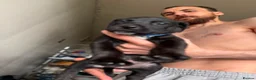 Mixed Breed dogs for sale: Cross puppies ready to leave from tomorrow!  - Advert 2