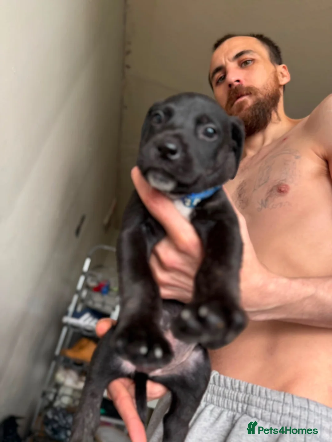 Mixed Breed dogs for sale: Cross puppies ready to leave from tomorrow!  - Advert 2