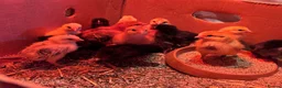 Chickens poultry for sale: Week Old Chicks (RIR, Leghorn, Orpington, Brahma) in Wimborne - Advert 2