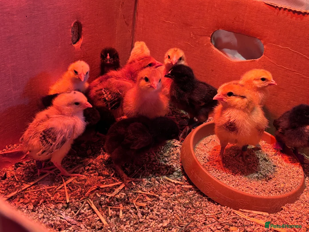 Chickens poultry for sale: Week Old Chicks (RIR, Leghorn, Orpington, Brahma) in Wimborne - Advert 2