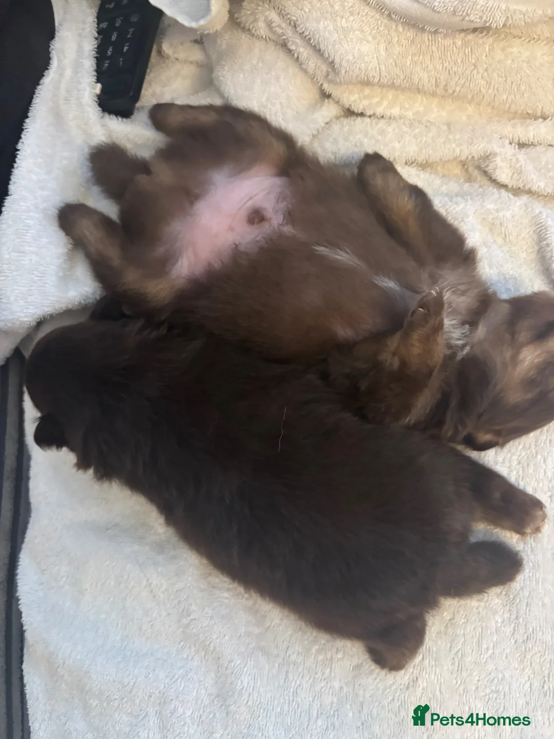 Pomeranian dogs for sale: X2 boy Pomeranians for sale  - Advert 39