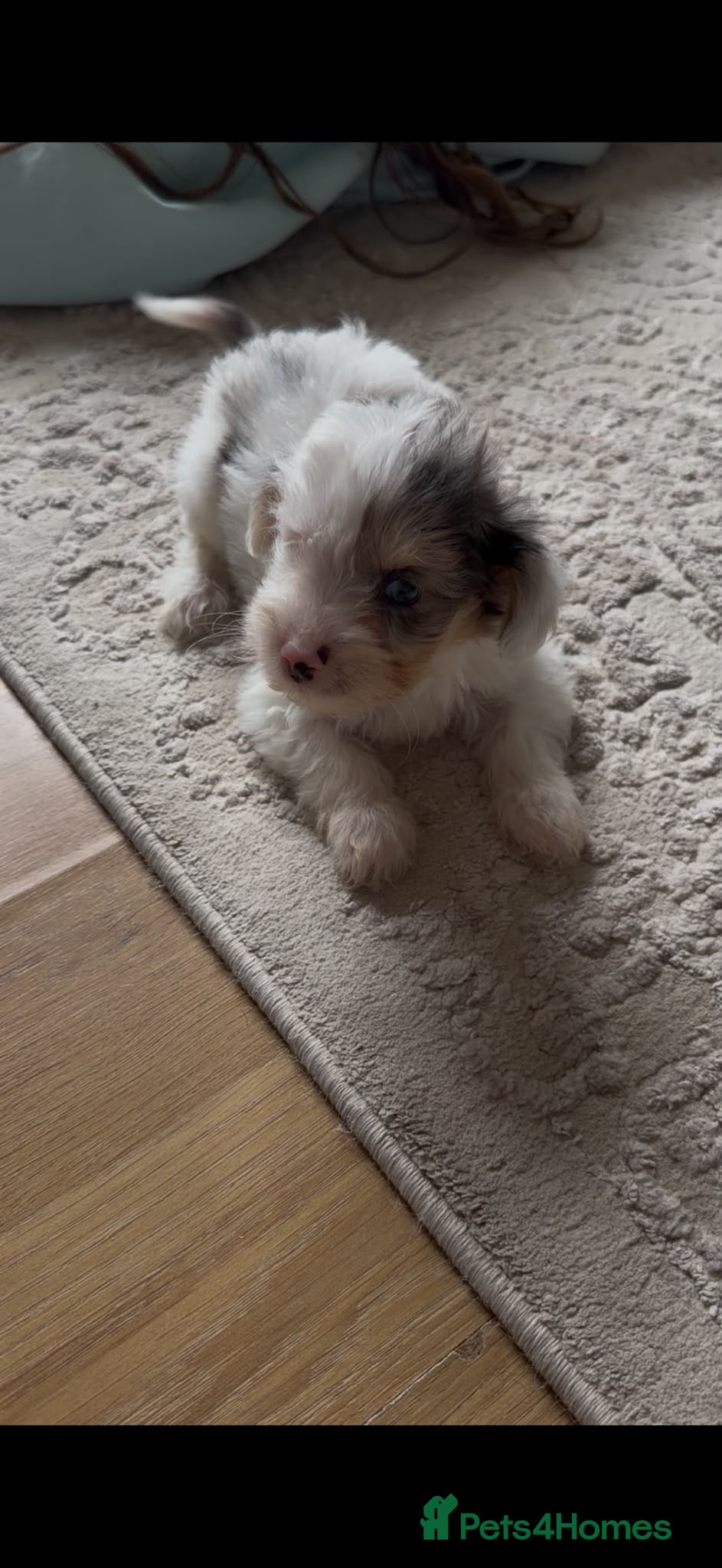 Yorkiepoo dogs Yorkiepoos for sale - Advert 2
