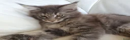 Maine Coon cats for sale: TICA Reg 2 Pure Bread Maine coon kittens - Advert 7
