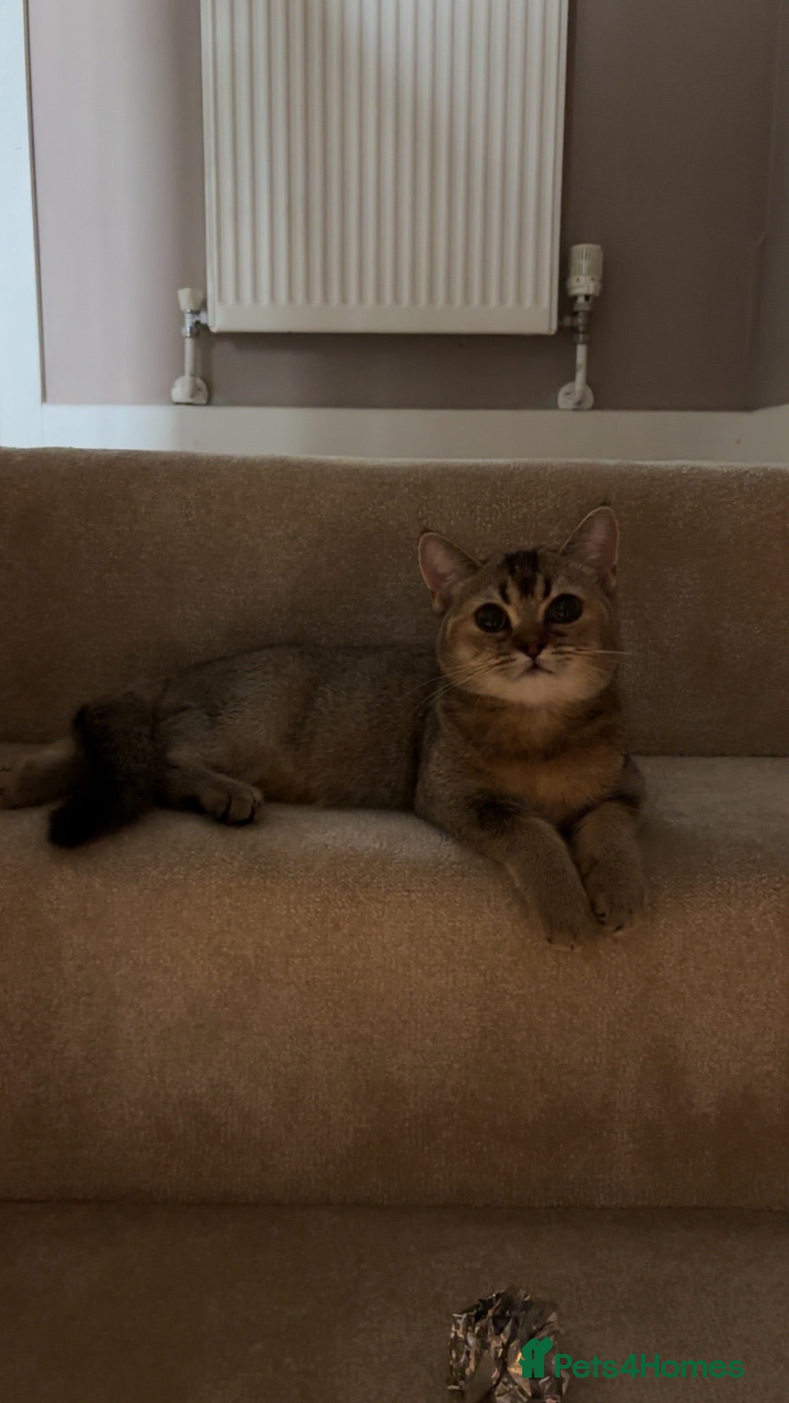 British Shorthair cats British shorthair  - Advert 1
