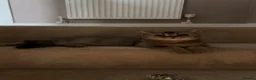 British Shorthair cats for sale: British shorthair  - Advert 1