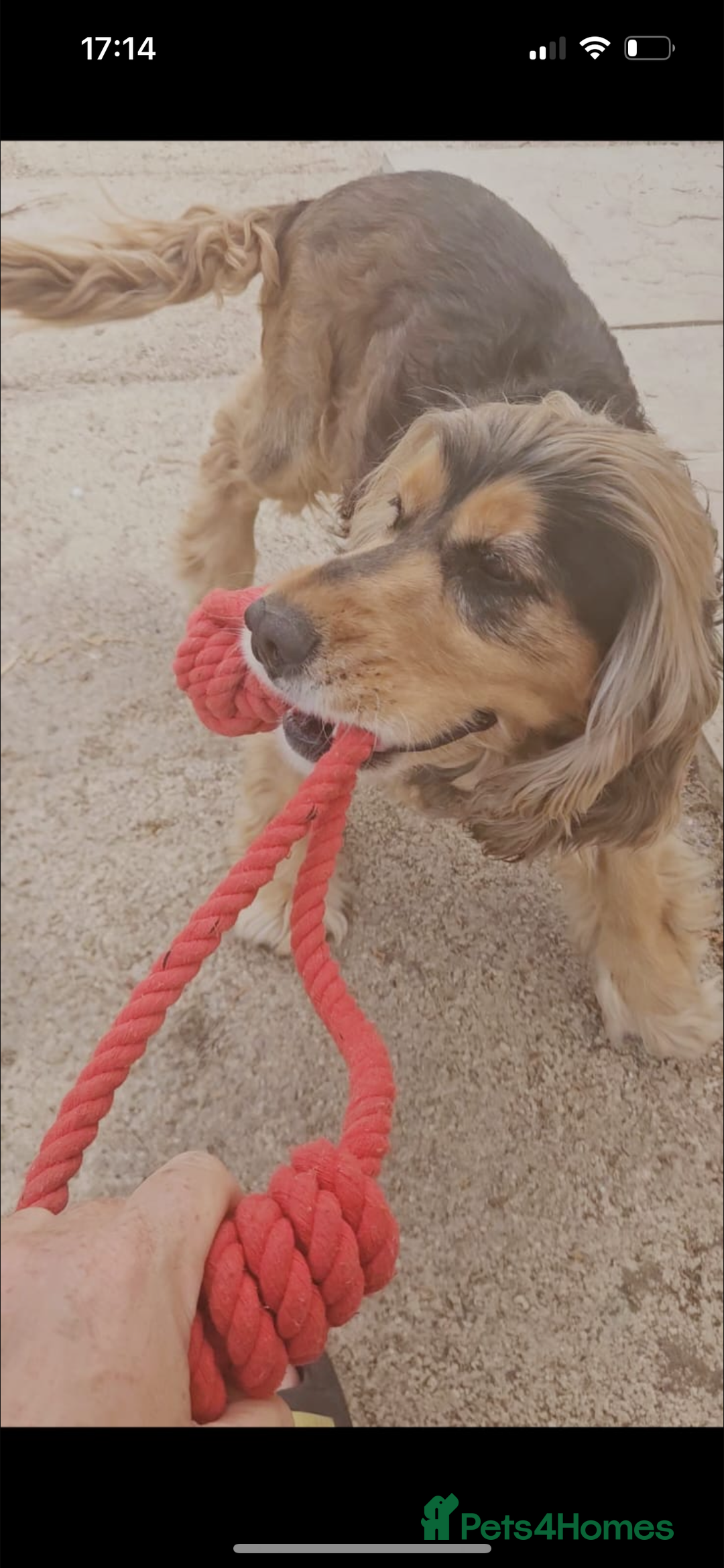 Cocker Spaniel dogs for sale: Beautiful Charlie - Image 4