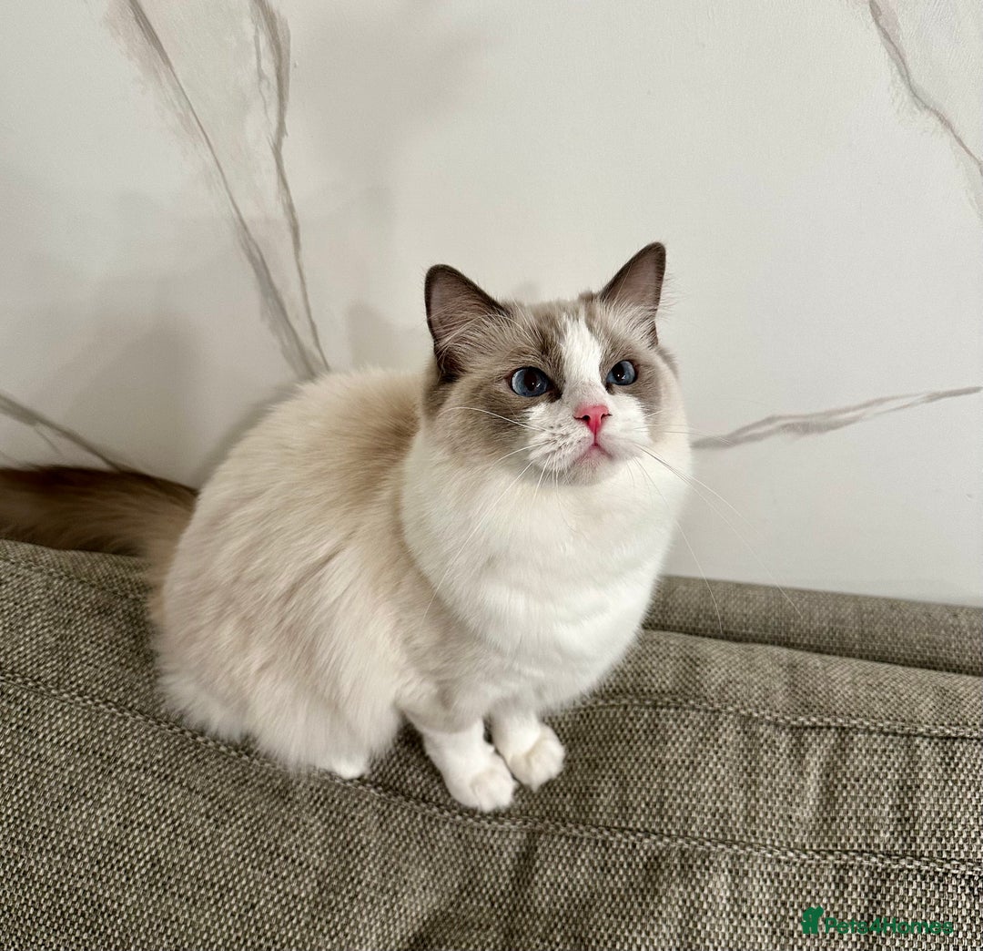 Ragdoll cats for sale:  🇪🇺Show quality European lines ragdoll girl 🩷 - Image 4