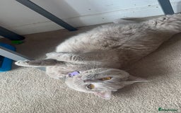 British Shorthair cats for sale: Stunning British Short Hair Kittens - Image 23
