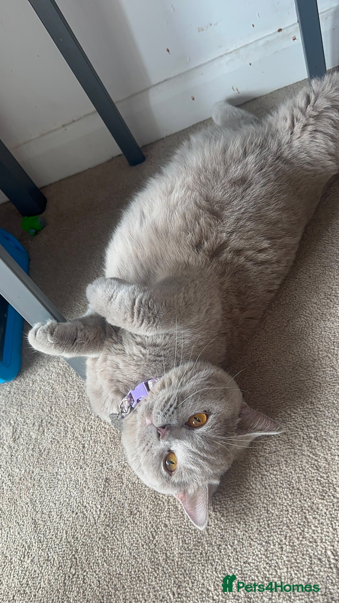British Shorthair cats for sale: Stunning British Short Hair Kittens - Image 23