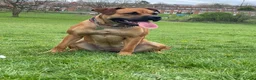 Mixed Breed dogs for sale: Molly  - Advert 1