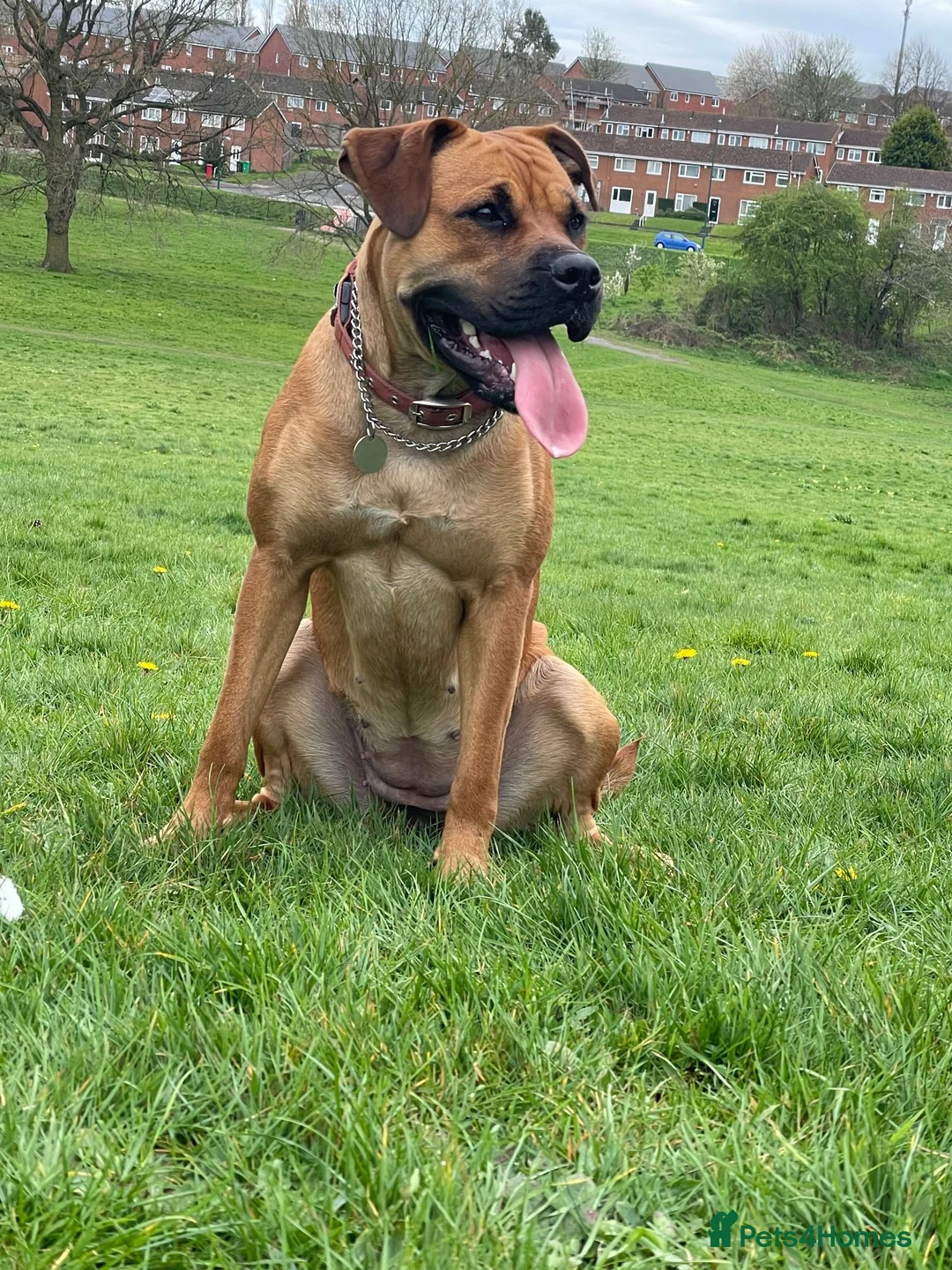 Mixed Breed dogs for sale: Molly  - Advert 1