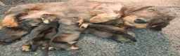 Dachshund dogs for sale: Working teckel dog pup - Advert 3