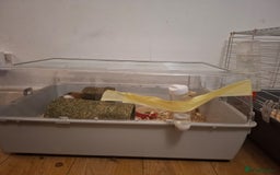 Guinea Pig rodents for sale: 2 1 year old male guinea pigs and cage - Image 9