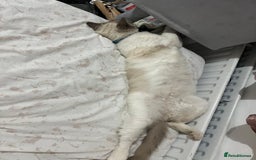 Ragdoll cats for sale: Simba neutered ragdoll  - Image 2