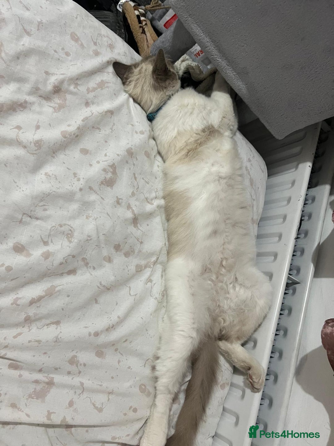 Ragdoll cats for sale: Simba neutered ragdoll  - Image 2