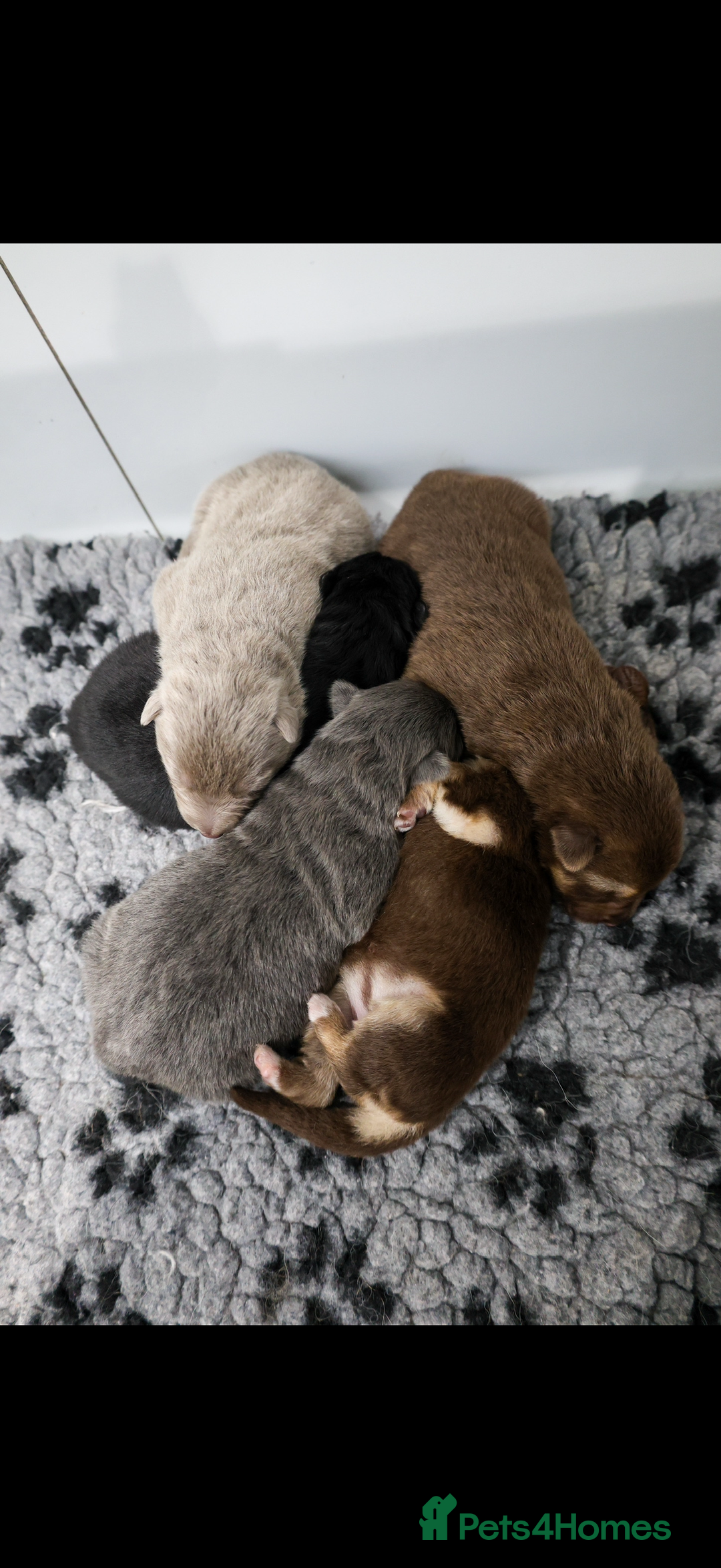 German Shepherd dogs for sale: ❤️KC pups ✨ health tested parents  - Advert 14