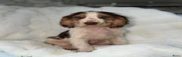 Cocker Spaniel dogs for sale: Show cocker spaniel boy puppies - Advert 30