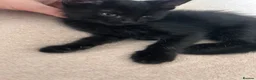 Mixed Breed cats for sale: 3 adorable kittens for sale - Advert 9